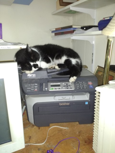 MrKitty on Printer