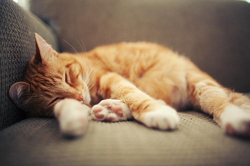 animals-bww-cat-orange-cat-sleeping-Favim.com-192054