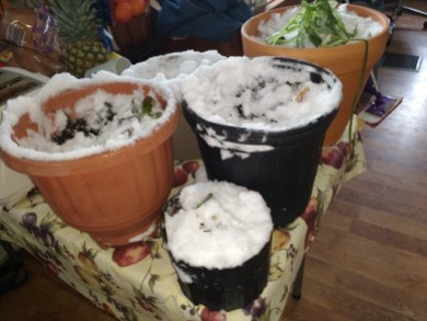 Our Plants after the April 3rd Snow