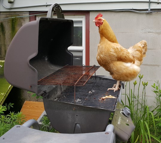 Chicken on Grill (Small)